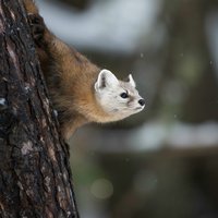 Weasel words in ToK - learning opportunities